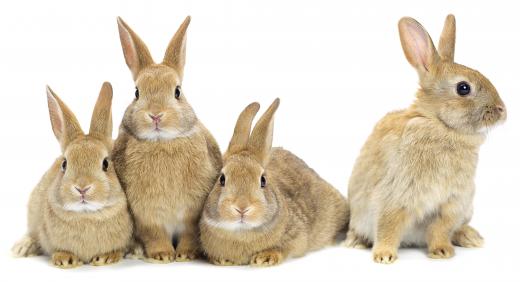 Rabbits are an r-selected species characterized by their small size and rapid reproduction rate.