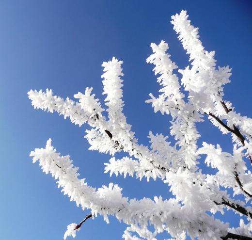 Freezing fog may cause ice crystals to form on trees.