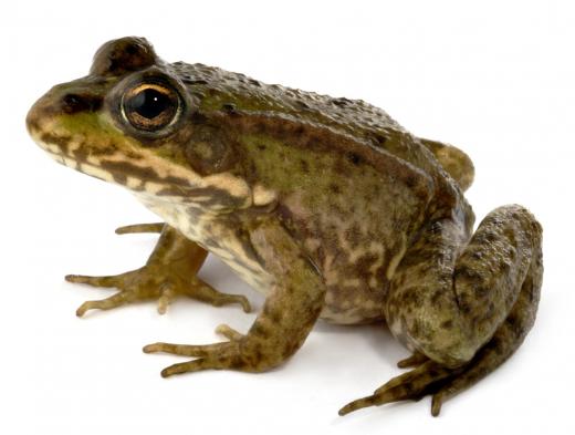 A frog, a type of cold-blooded animal.