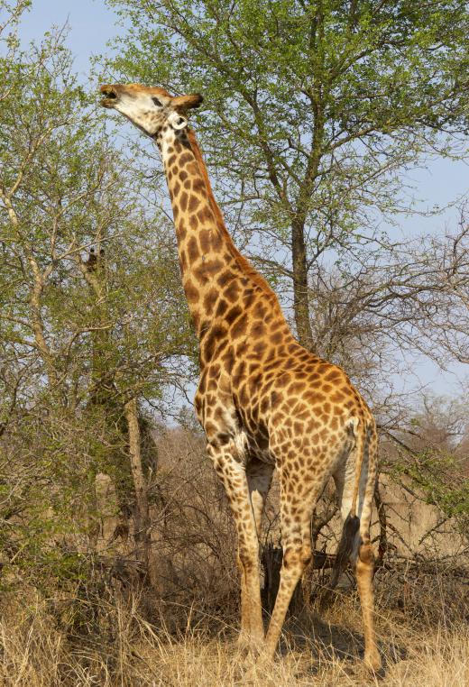 As they evolved, giraffes with long necks had greater access to food.