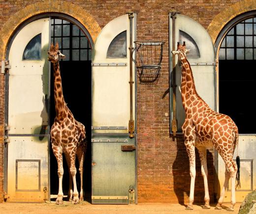 Nerve cells in giraffes can be as long as the animal's neck.