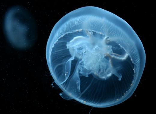 Bioluminescent jellyfish produce their own light and are most often found in the aphotic zone of the ocean.