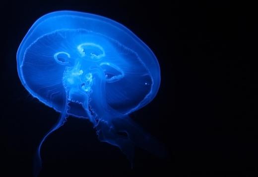 Jellyfish exhibiting bioluminescence.