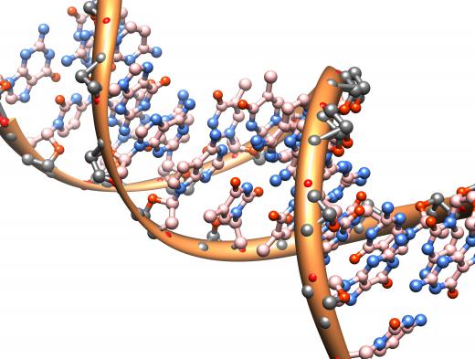 The arrangement of chemicals inside a DNA strand direct an organism's development.