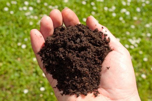 Ammonification helps maintain healthy soil for growing plants.