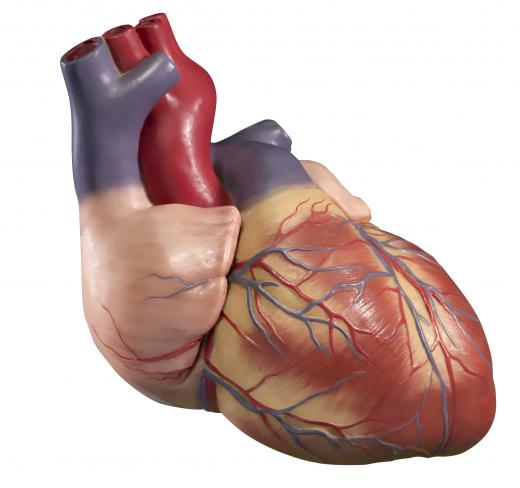 The human heart uses mechanical energy to pump blood throughout a person's body.
