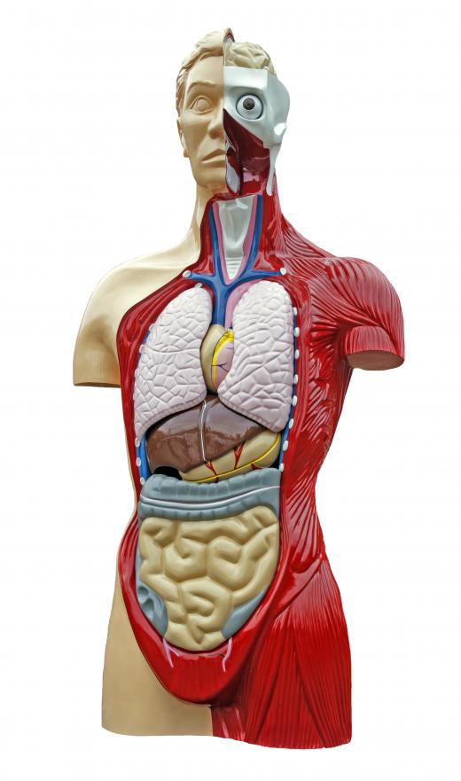 In anatomy, the visible structures of the body are related to their places in larger systems.