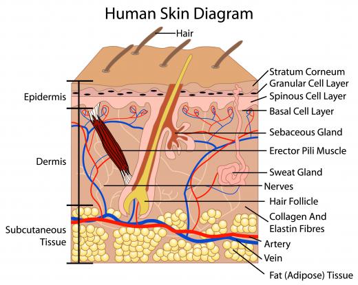 A diagram of the human skin, including sweat glands.