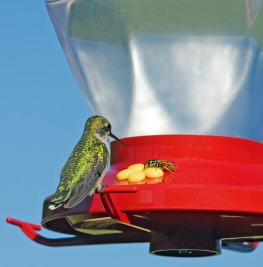 A hummingbird, which uses fluid feeding.