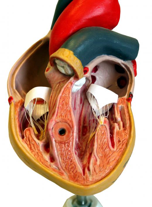 The heart would be studied as part of the circulatory system in an anatomy class.