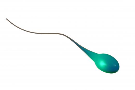 Sperm cells are created in the testicles of males.