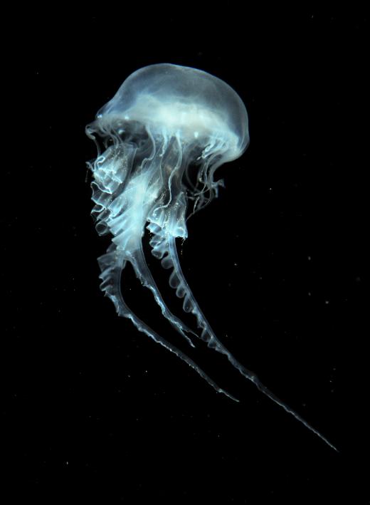 Jellyfish are commonly found residing in ocean trenches.