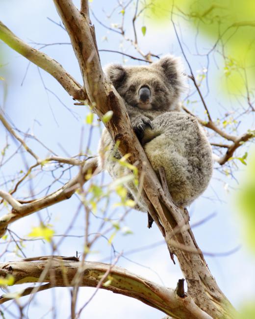 Marsupials, which include the Australian koala, branched off from placental mammals about 125 million years ago.