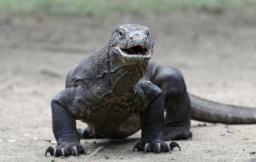 Komodo dragons bite down into their own gums when they feed, providing a blood-saliva mix ideal for causing infection in their prey.