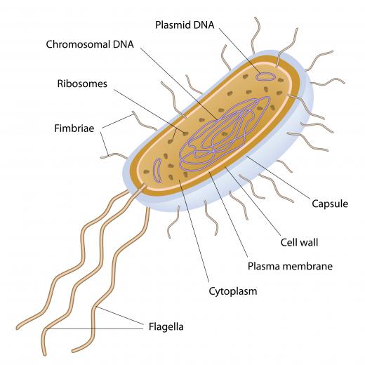 Most types of bacteria possess flagella which are whip-like appendages that aid in their movement; spirillum have flagella on both ends, resulting in a characteristic spiral.