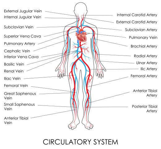Various forces keep the circulatory system flowing evenly and maintain the balance of fluids in the body.