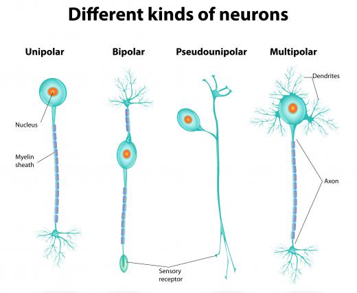Neurons use electrochemical processes to transmit information through the nervous system.