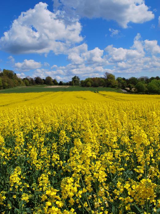 A large field of rapeseed, which is used to make biofuel.