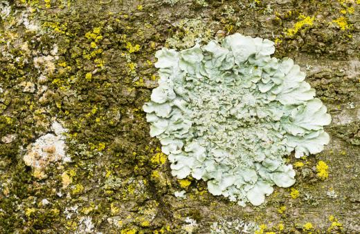 Some Arctic animals must survive on the vegetation, like lichen, that grows on the tundra.