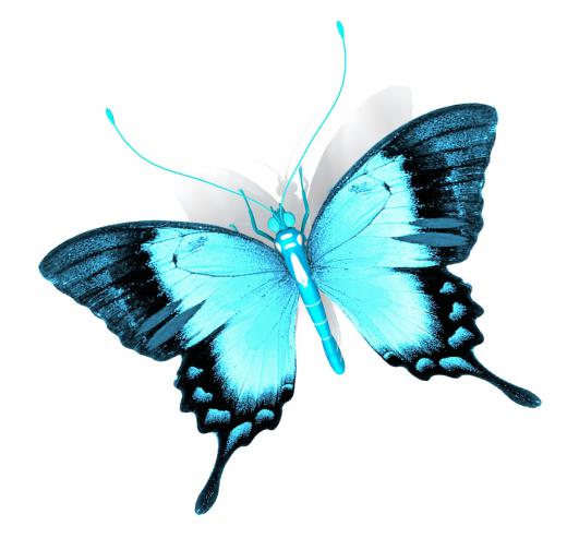 Zoology is the study of animals, including butterflies and other insects.