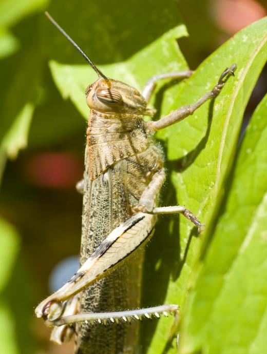 Locusts often form swarms that devour crops.