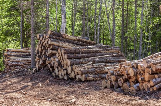 Studying the way that logging not only affects the forests, but also water and air quality, is an example of global ecology.