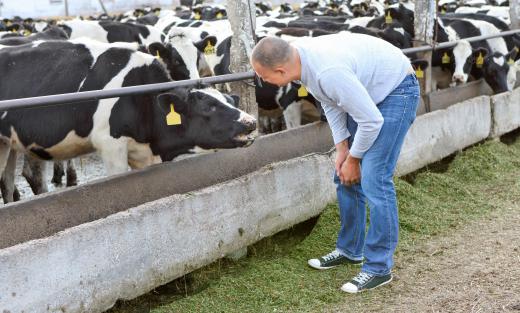 Ethologists may study the effects of pharmaceuticals on livestock.