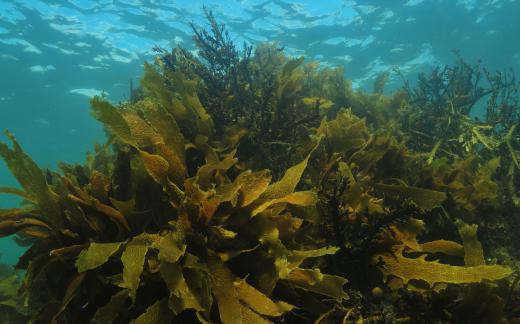 A focus on marine plants is one option for someone studying marine science.