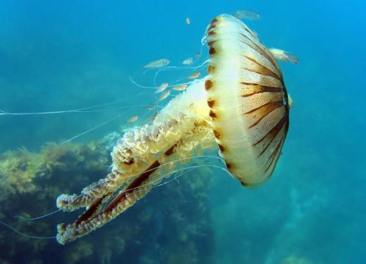 Jellyfish live on the sea floor.