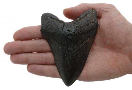 The massive size of the extinct Megalodon shark can be inferred by the size of its teeth.
