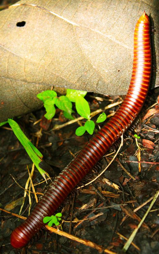 Millipedes are myriapods, a type of arthropod.