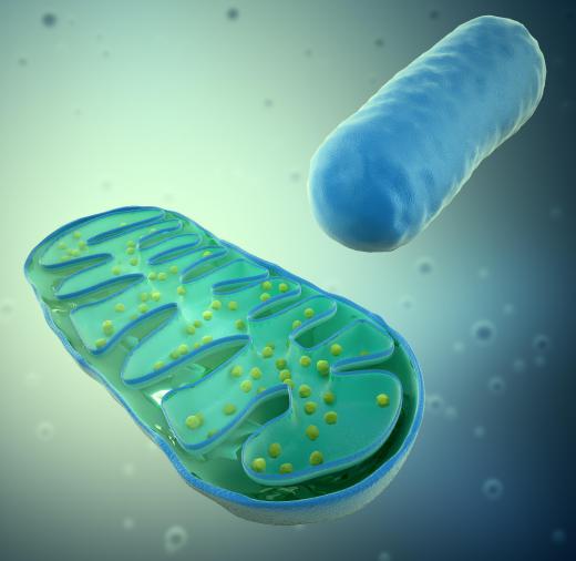 Mitochondria use the by-products of glucose oxidation to produce ATP.