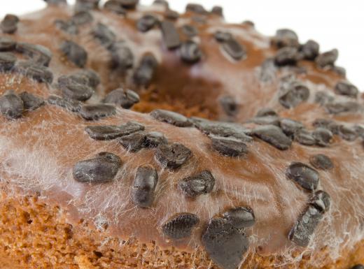 Mold that is found on old or unrefrigerated bread comes from fungi.