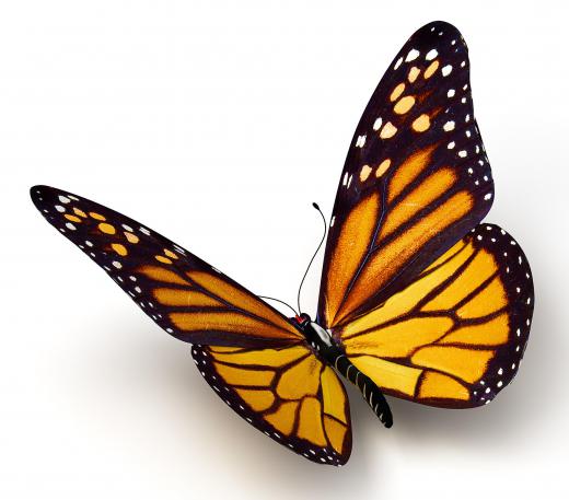 Many animals mimic the monarch butterfly.
