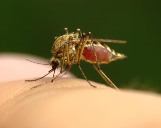 A mosquito weighs about 2 milligrams.