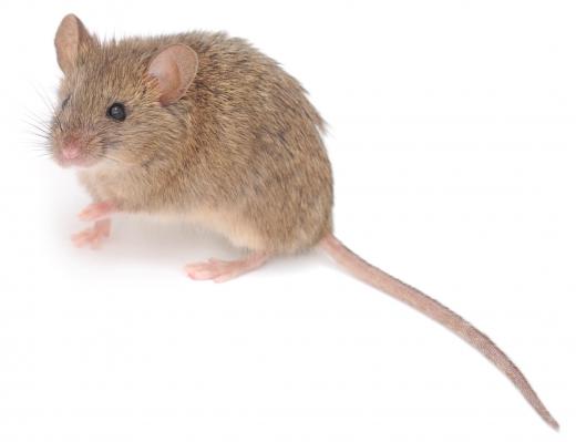 Rat bite fever may occur as a result of a mouse bite.