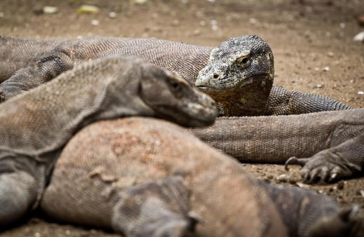 The Komodo dragon lizard is known as an aggressive predator.