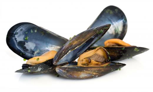 Mussels, a type of mollusk.