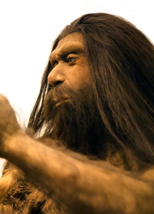 Neanderthals were members of the genus Homo that occupied Europe before the arrival of modern humans.