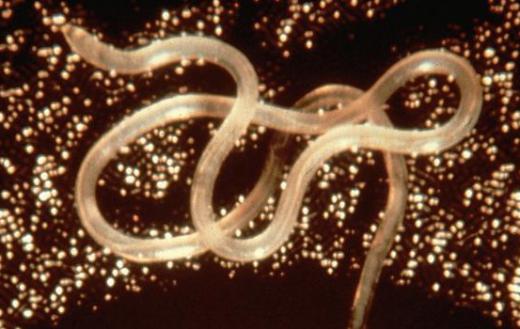 Nematodes can live on land or in the sea.