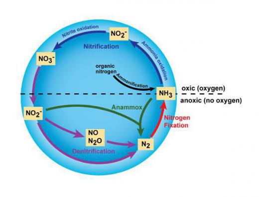 The nitrogen cycle - including the steps that make up nitrification - a crucial process that takes place within soil.