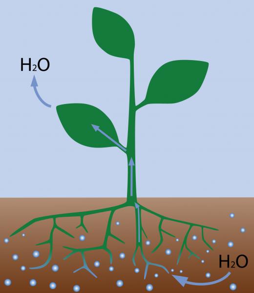 Plants use osmosis to absorb water from the ground.