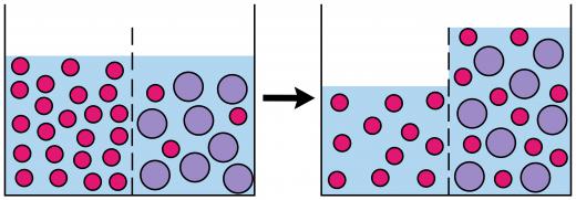 During osmosis, fluid passes both into and out of the semipermeable membrane.