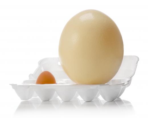 Contrary to popular belief, an ostrich egg is not the largest biological cell.