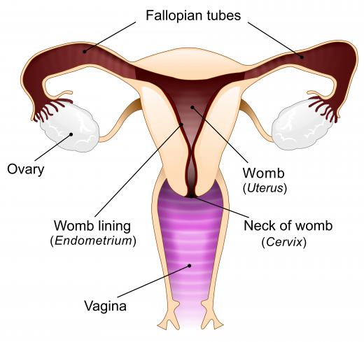 A few days after conception, an embryo reaches the uterus, where it implants itself in the lining of the uterus.