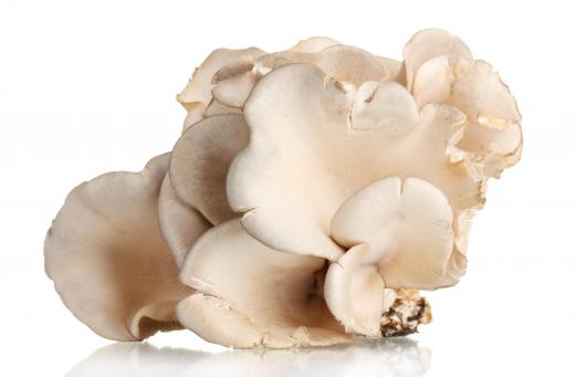Mushrooms, like the oyster, reproduce through spores.