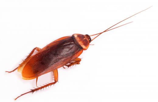 Cockroaches are commonly found in urban environments.
