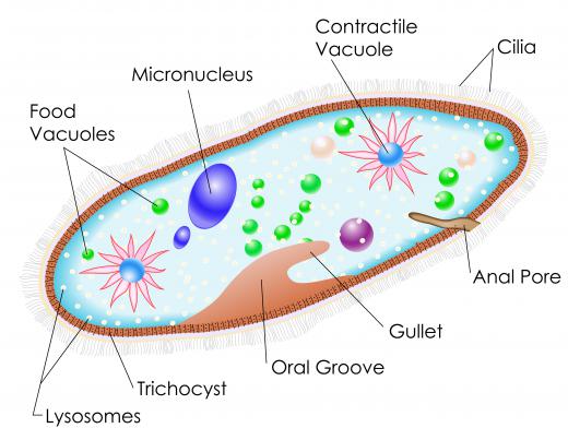Microbiologists study the structure of microscopic organisms like the paramecium.