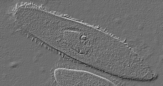 Paramecium with cilia.