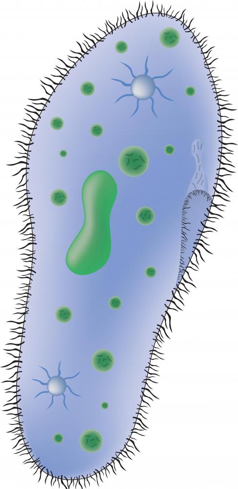 Paramecia are widespread in freshwater environments.